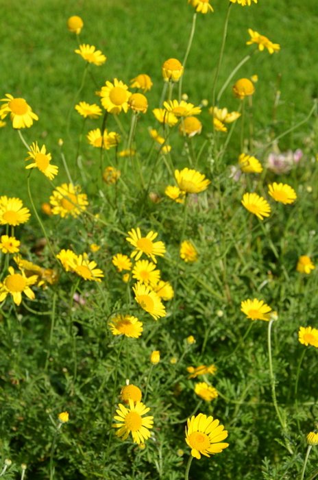 Anthemis tinctoria (2)